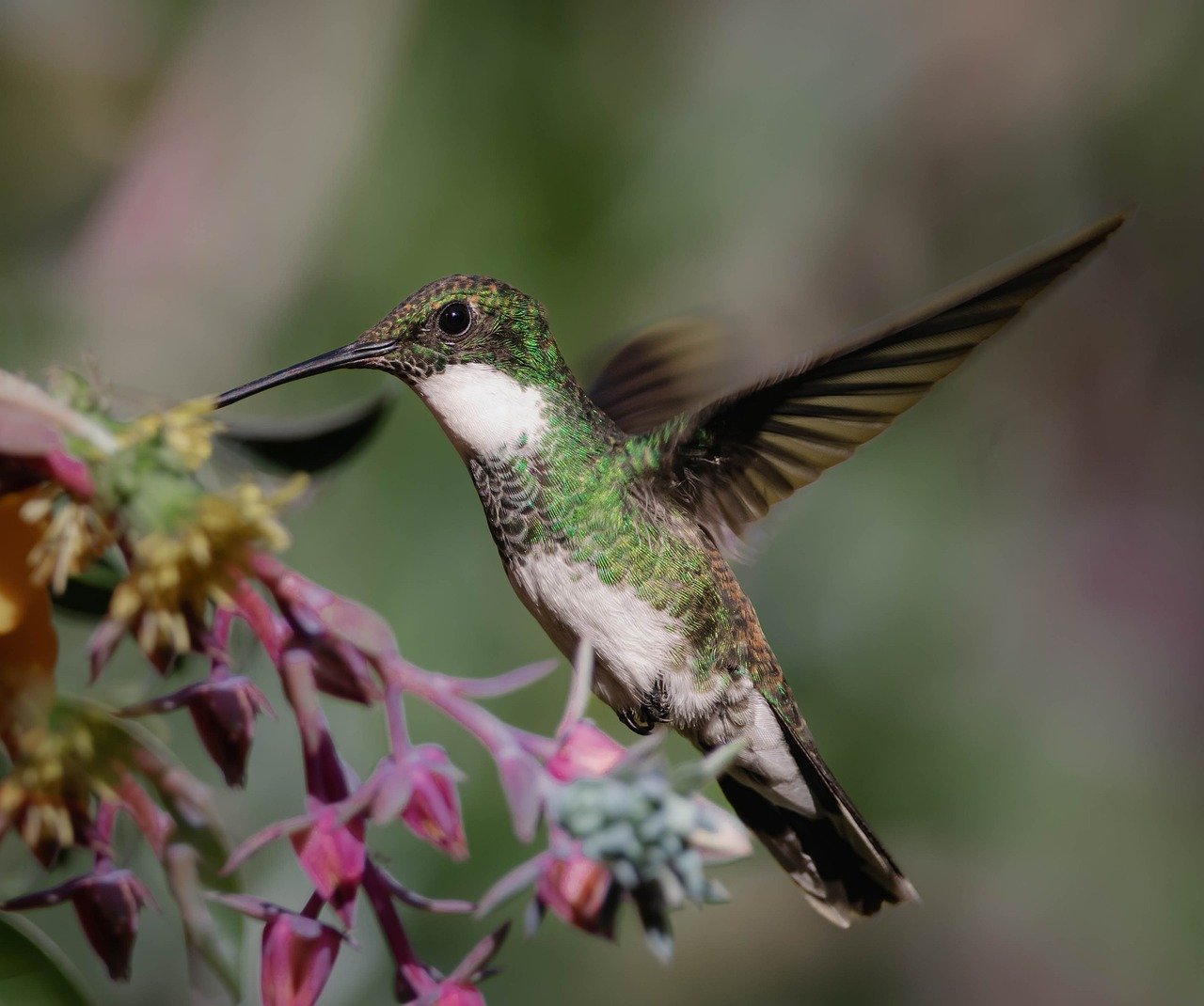 How to Draw a Hummingbird: Step-By-Step Guide